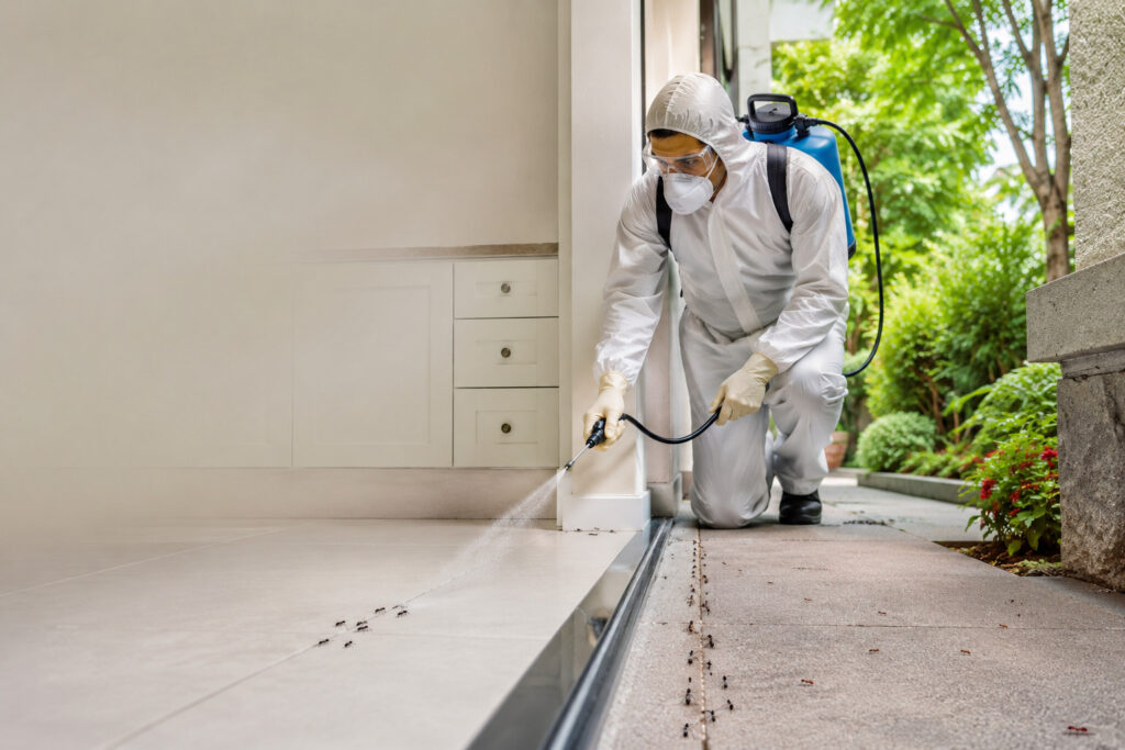 Ant Control Treatment